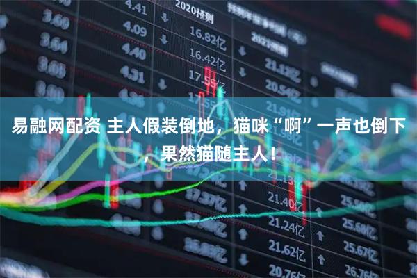 易融网配资 主人假装倒地，猫咪“啊”一声也倒下，果然猫随主人！