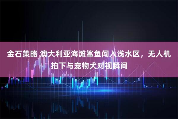 金石策略 澳大利亚海滩鲨鱼闯入浅水区，无人机拍下与宠物犬对视瞬间